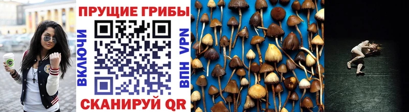 Псилоцибиновые грибы Cubensis  Смоленск 